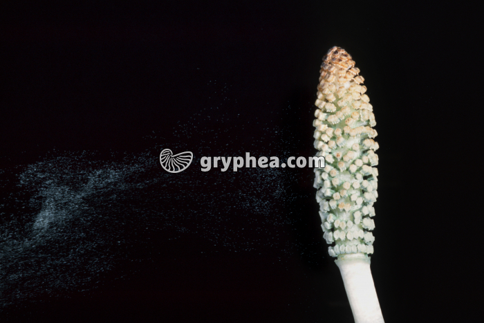 Grande Prêle - Emission des spores  (Equisetum telmateia) - gryphea.com